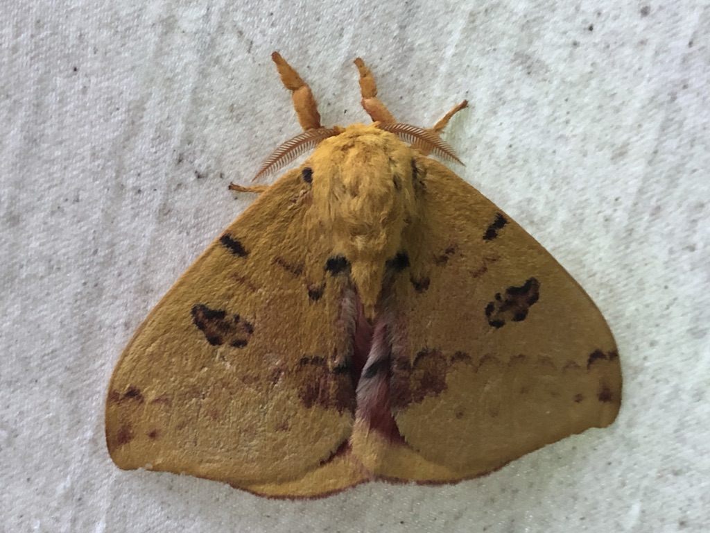 picture of io moth