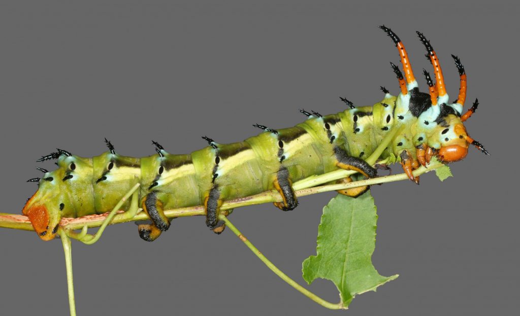 Picture of large green caterpillar with orange horns