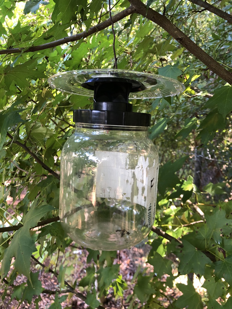 picture of hanging jar trap