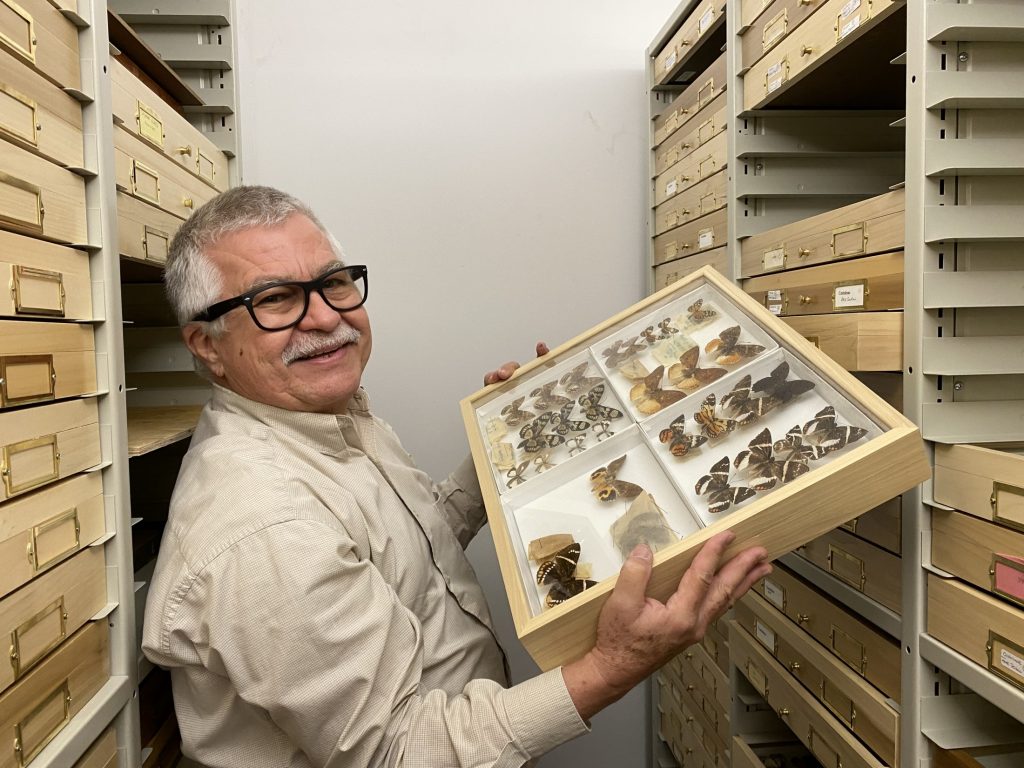 picture of man holding drawer of pinned moths