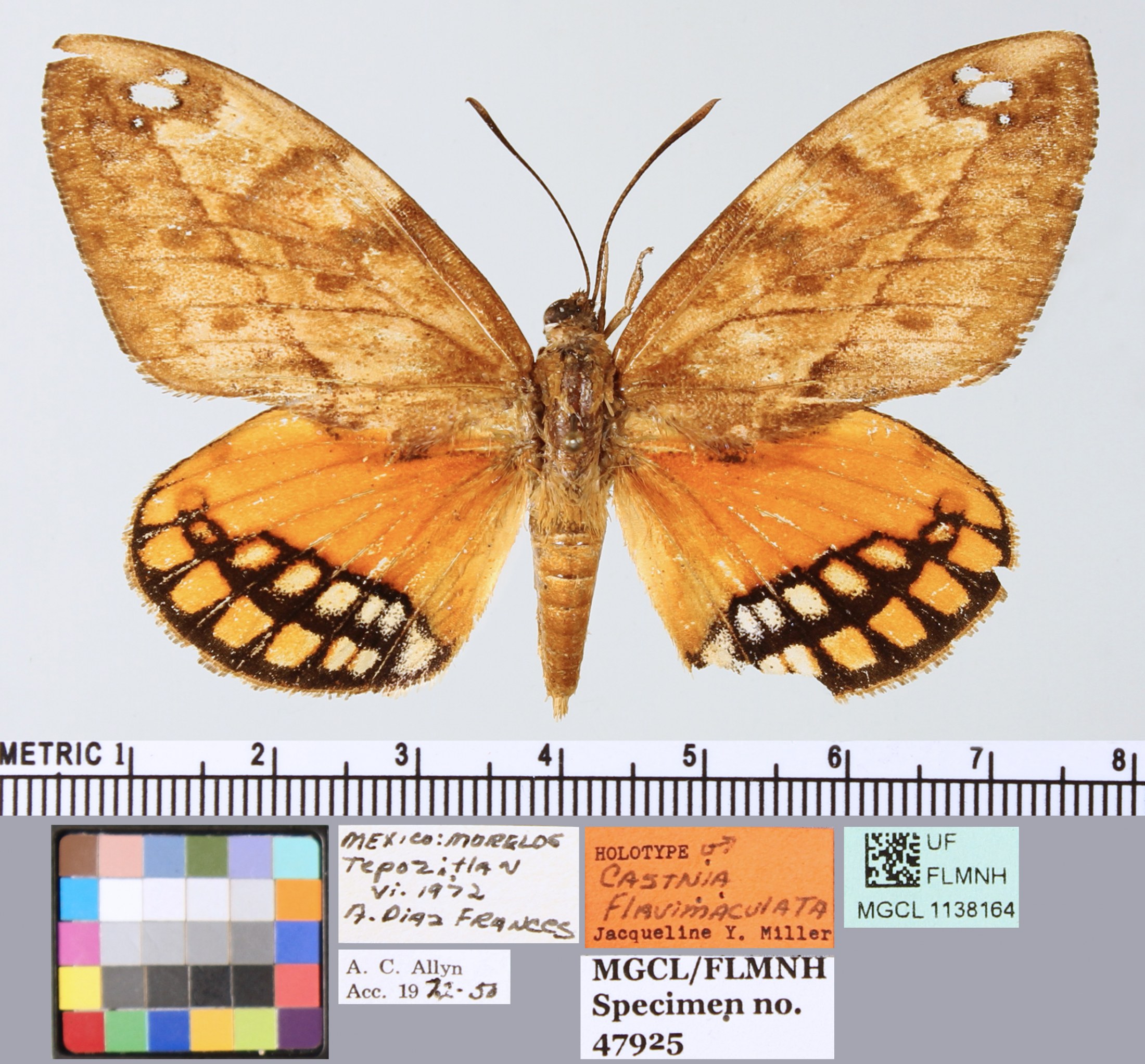 picure of moth specimen