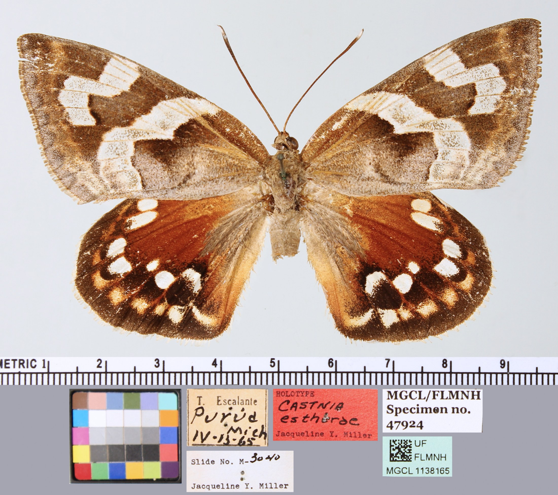picure of moth specimen