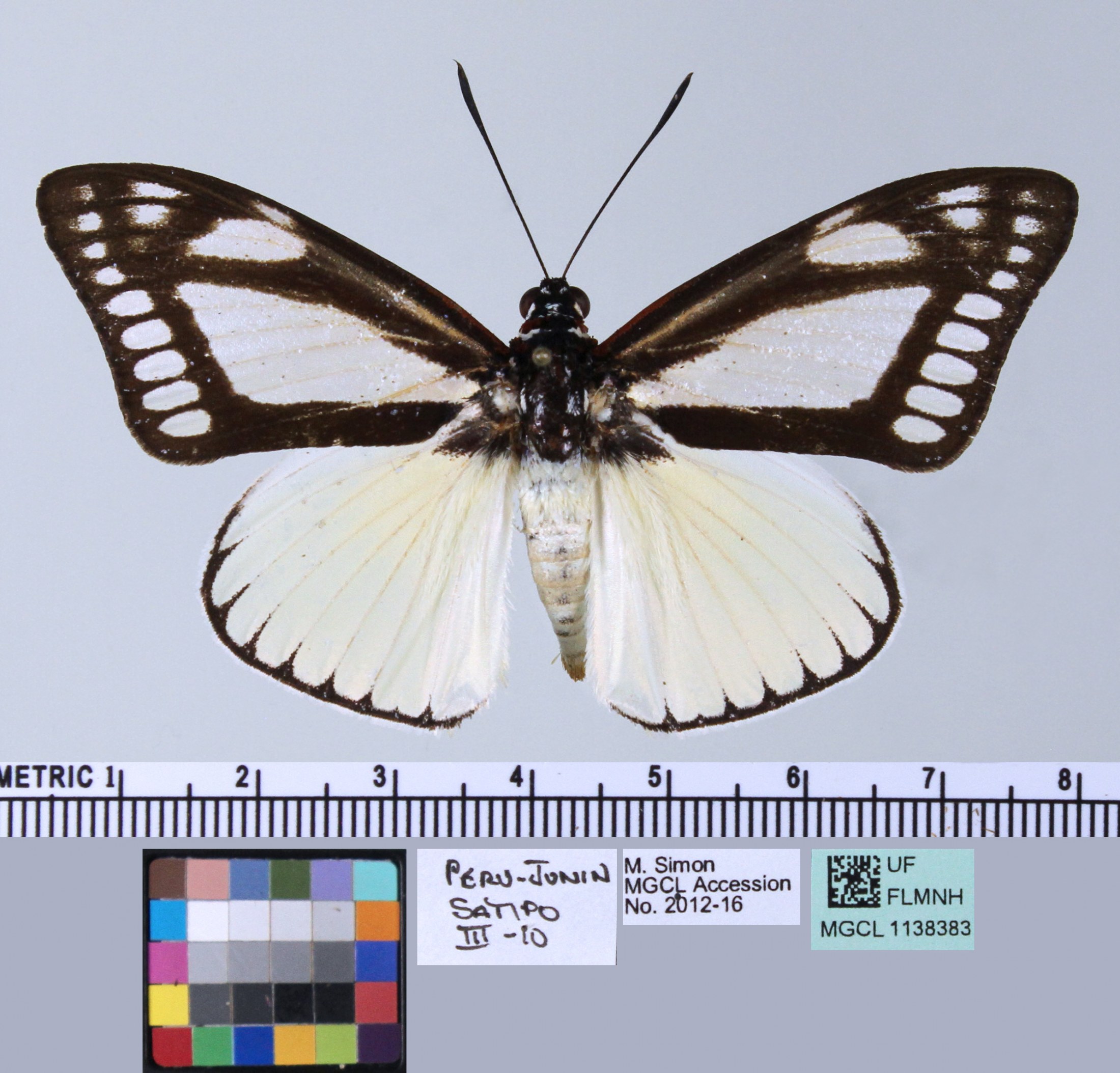 picture of a moth specimen