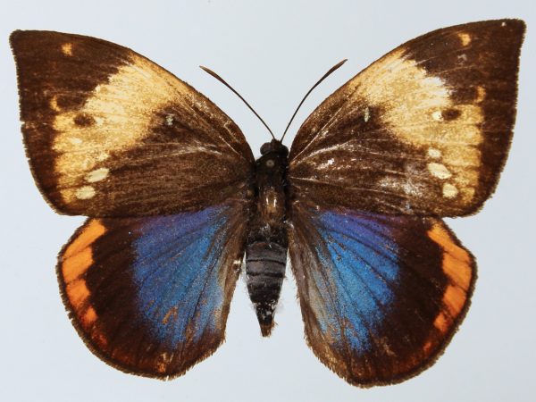 picture of pinned moth