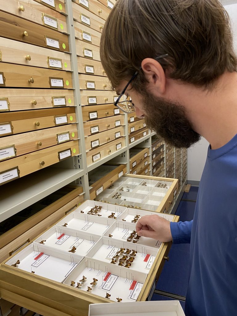 Picture of a man moving a butterfly in a specimen drawer.