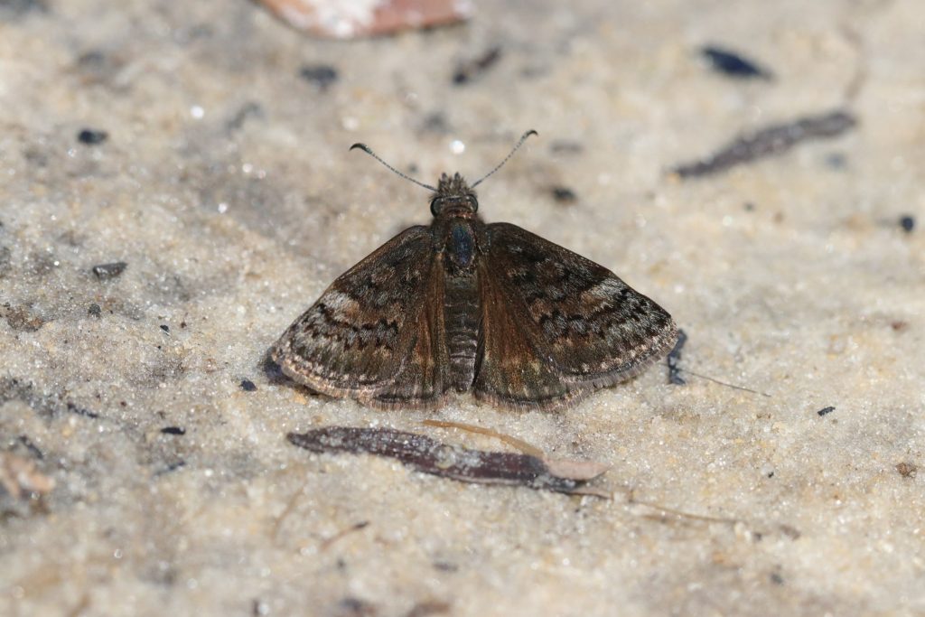 Picture of a brown butterfly perched on sand