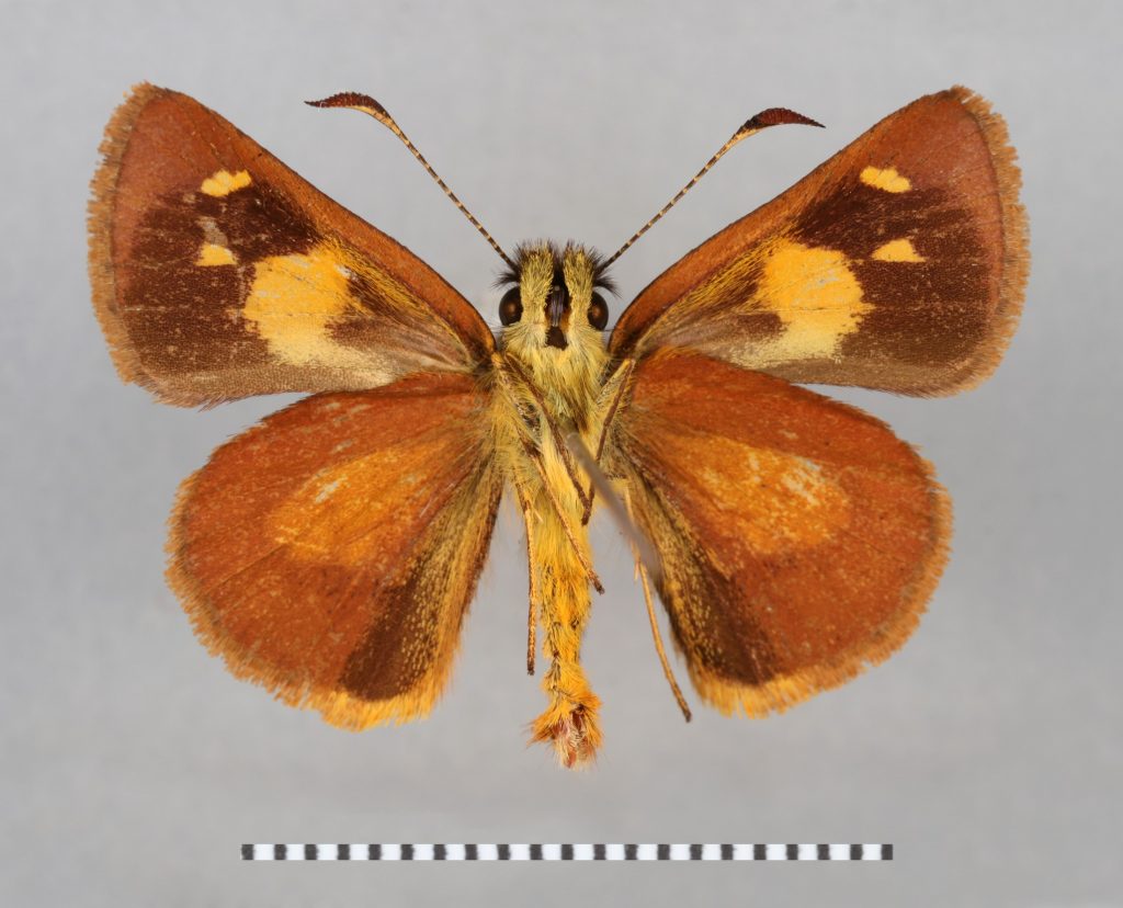 Picture of the undersurface of a pinned skipper specimen.