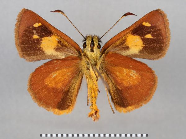 Picture of the undersurface of a pinned skipper specimen.
