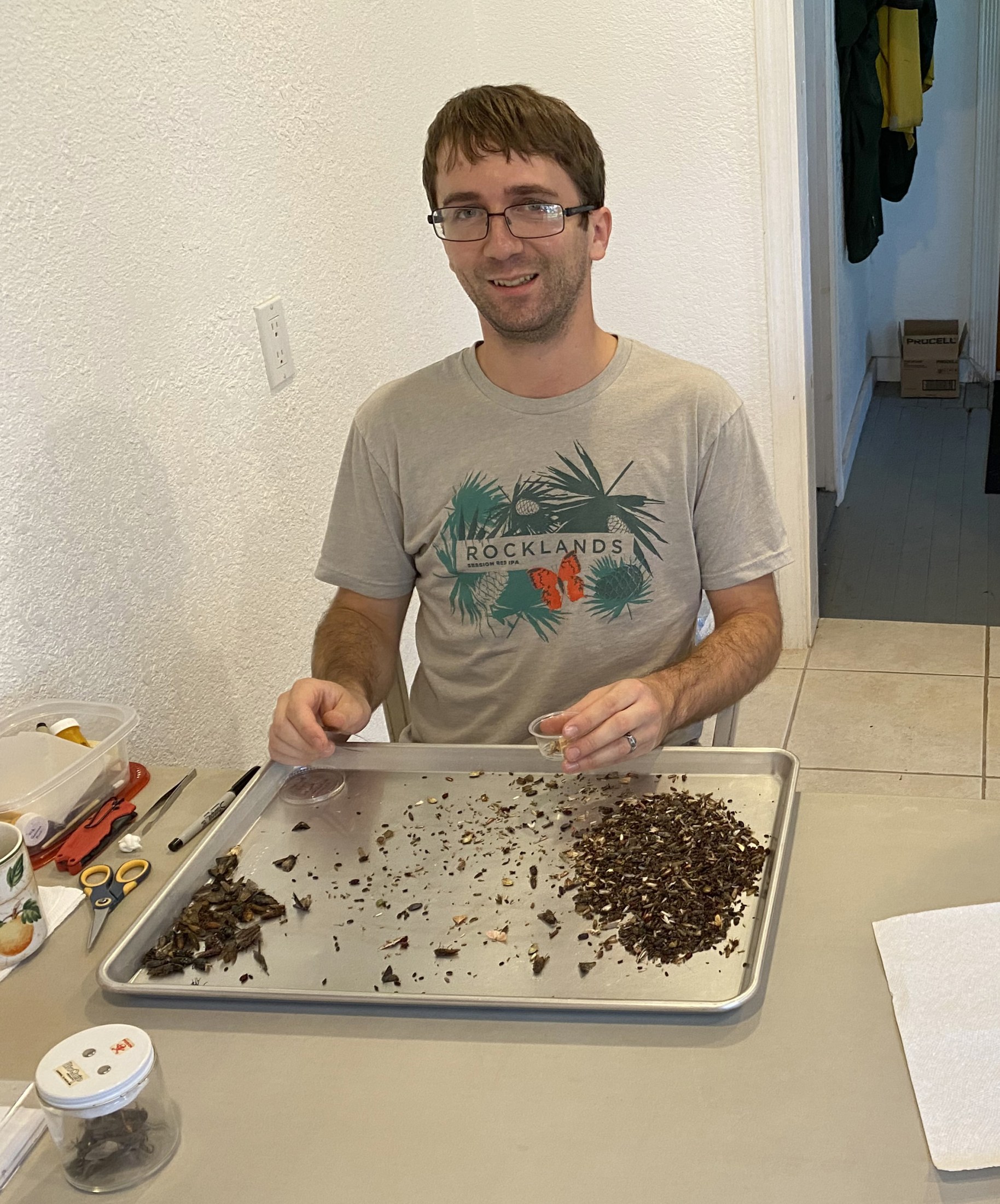 Picture of a man sorting insects on a metal tray.