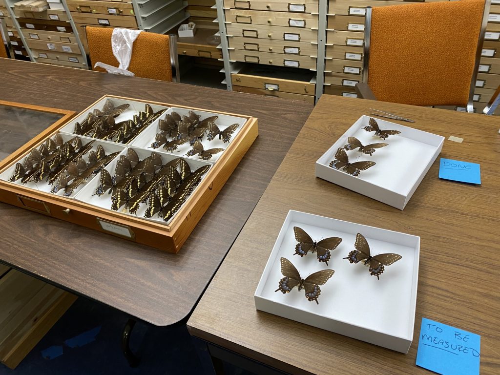 Picture of trays of swallowtail butterflies.