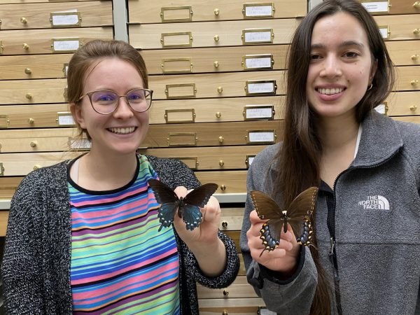 Picture of two women each holding a pinned specimen of a swallowtail butterfly.