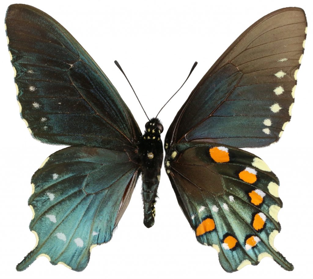 Picture of a pipevine swallowtail butterfly showing the top half on the left and the bottom or under surface on the right.