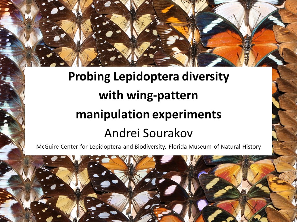 A title slide from a talk with rows of black, orange, and white butterflies.