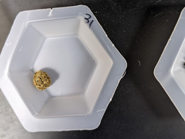 Picture of a large frass pellet