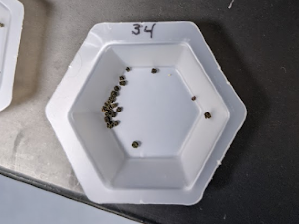 Picture of many small frass pellets