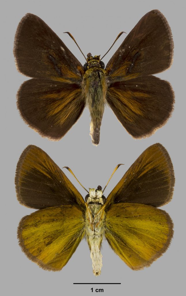 Picture of a brown skipper upper and lower wings.