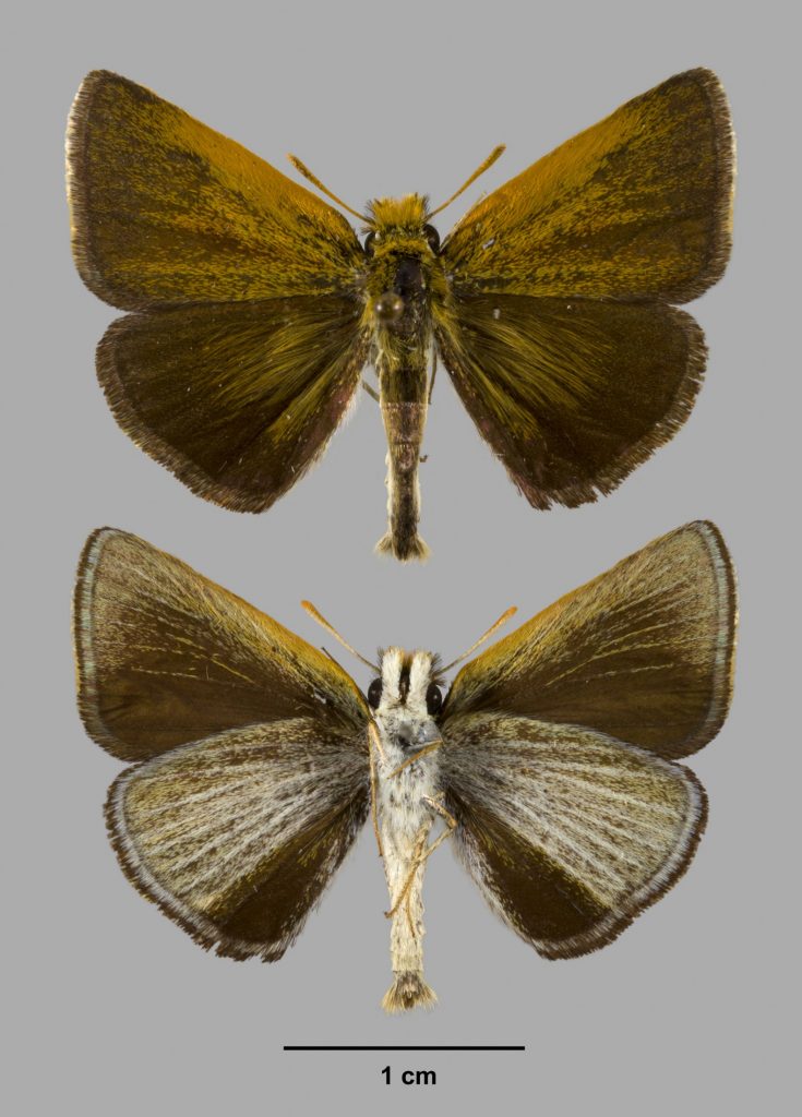 Picture of a brown skipper butterfly upper and lower wings.