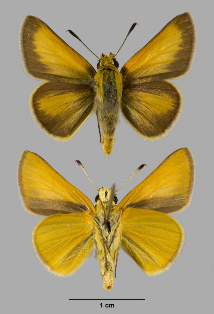 Picture of an yellow orange skipper butterfly upper and lower wings