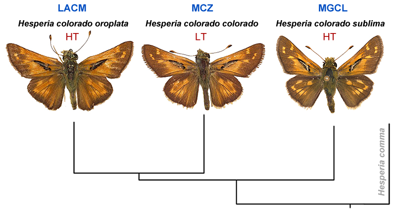 A tree diagram with three skipper butterflies showing their phylogenetic relationship.