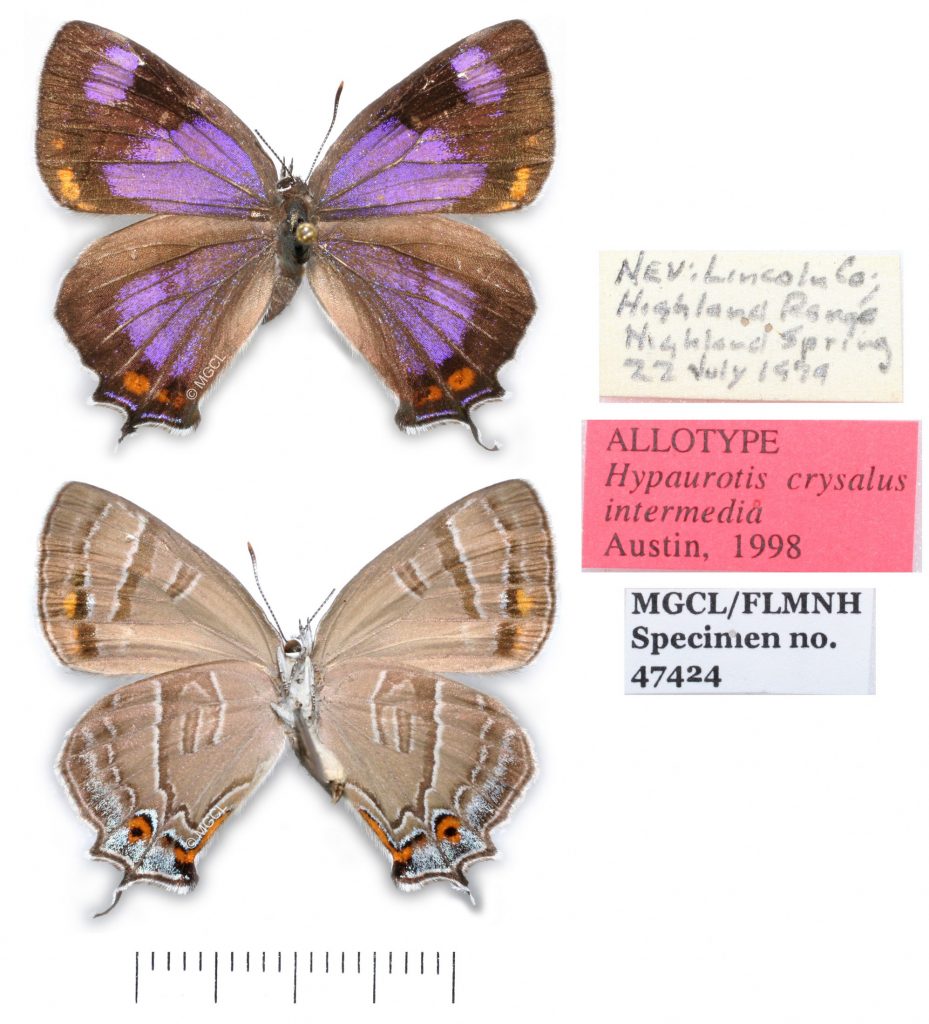 Picture of butterfly uppersurface (purple) and lower surface (gray), and labels.