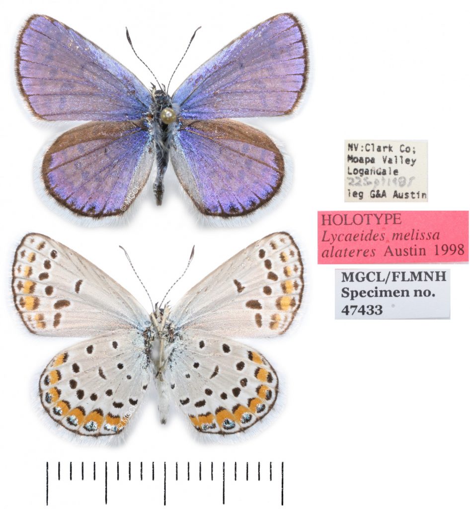 Picture of a blue butterfly showing blue upper surface and gray, black and orange spotted lower surface, and labels.