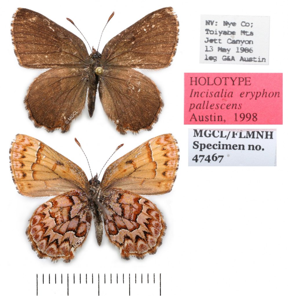 Picture of an brown elfin butterfly upper and lower surface and labels.