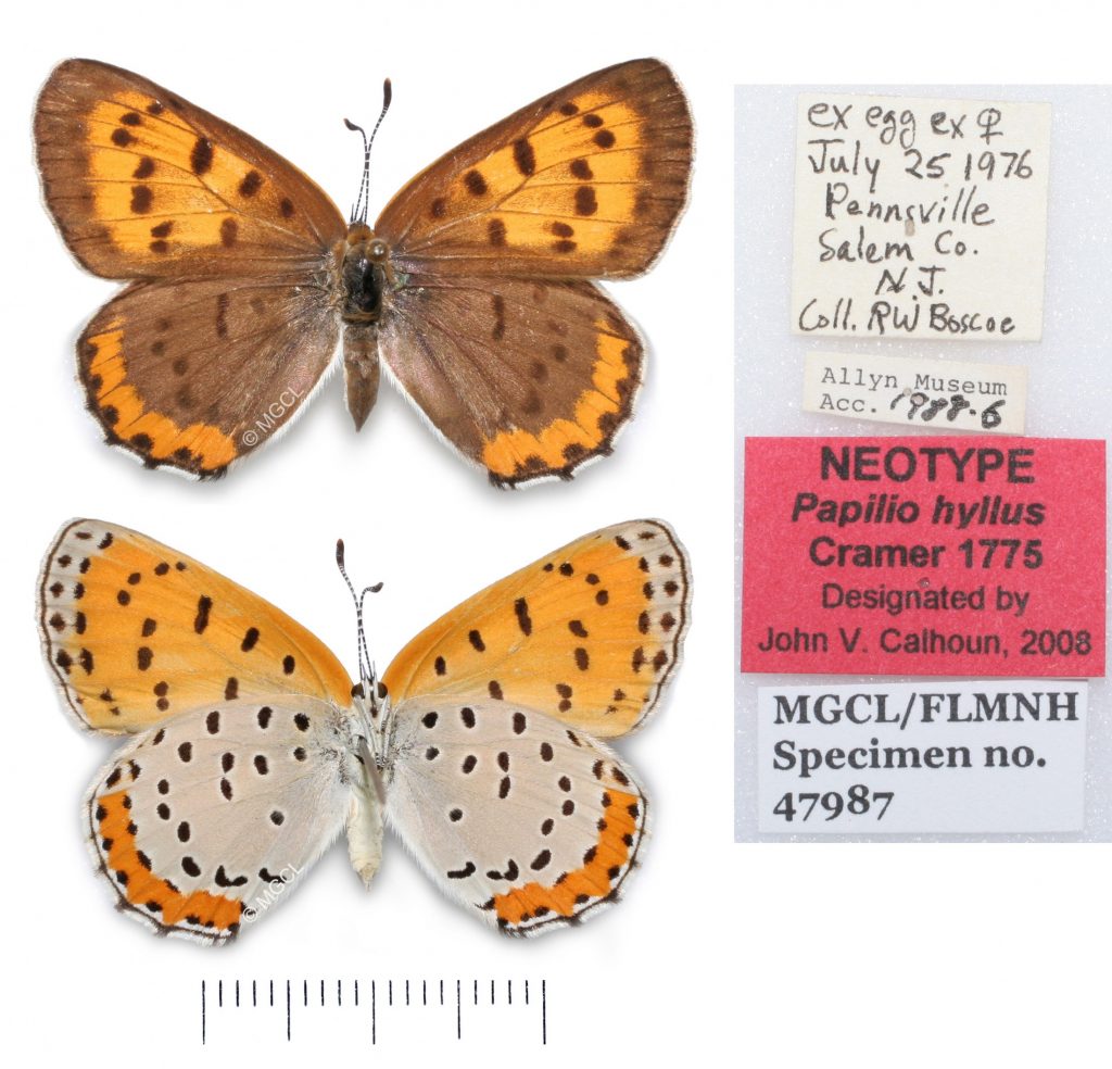 Picture of upper and lower surface of orange, white and brown spotted butterfy and labels.