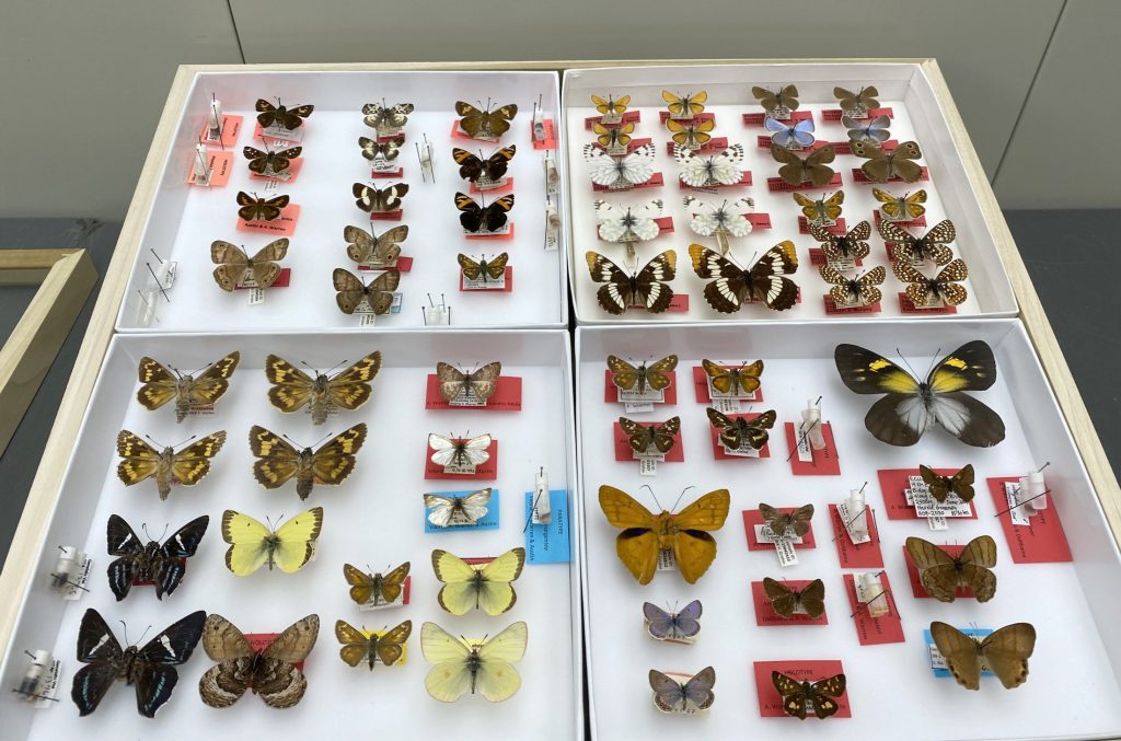 A drawer showing various butterfly type specimens with large red labels to indicate holotypes.