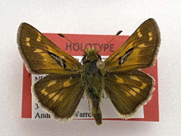 Picture of a pinned brown skipper butterfly with a white data label and red holotype label.