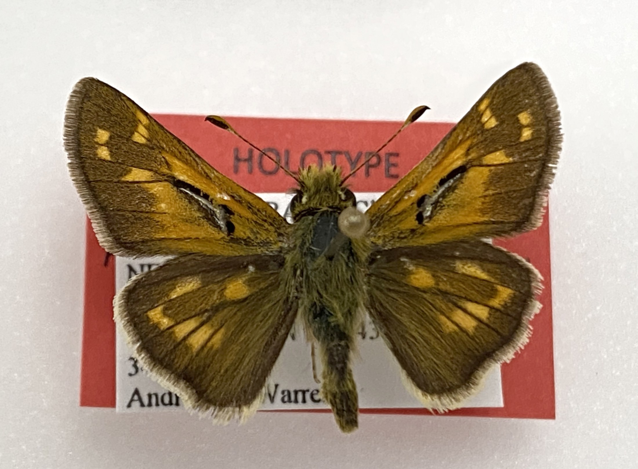 Picture of a pinned brown skipper butterfly with a white data label and red holotype label.