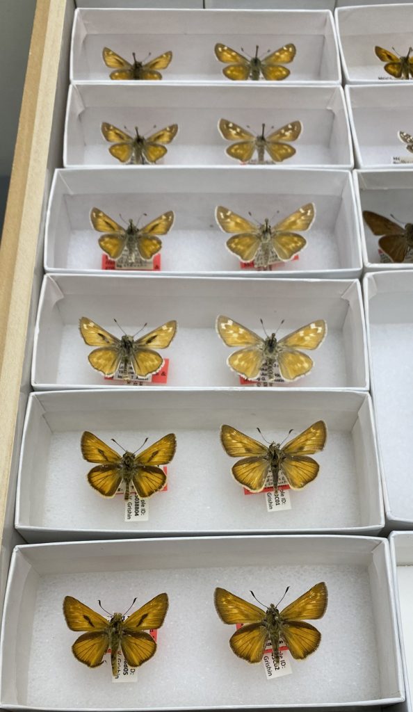 A series of unit trays with brown skipper butterflies specimens.