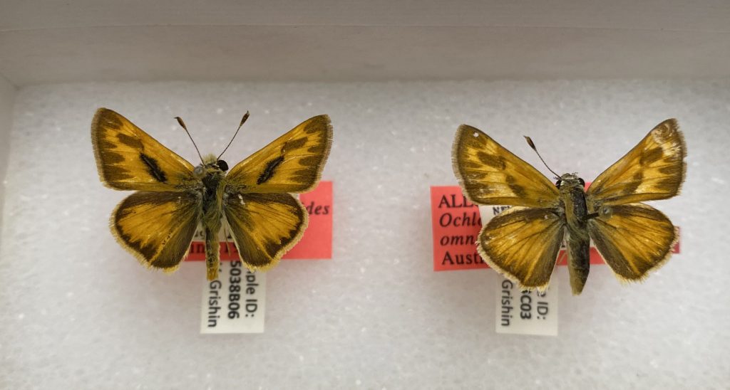 Two small brown skipper butterfly specimens with visible labels on the pins.