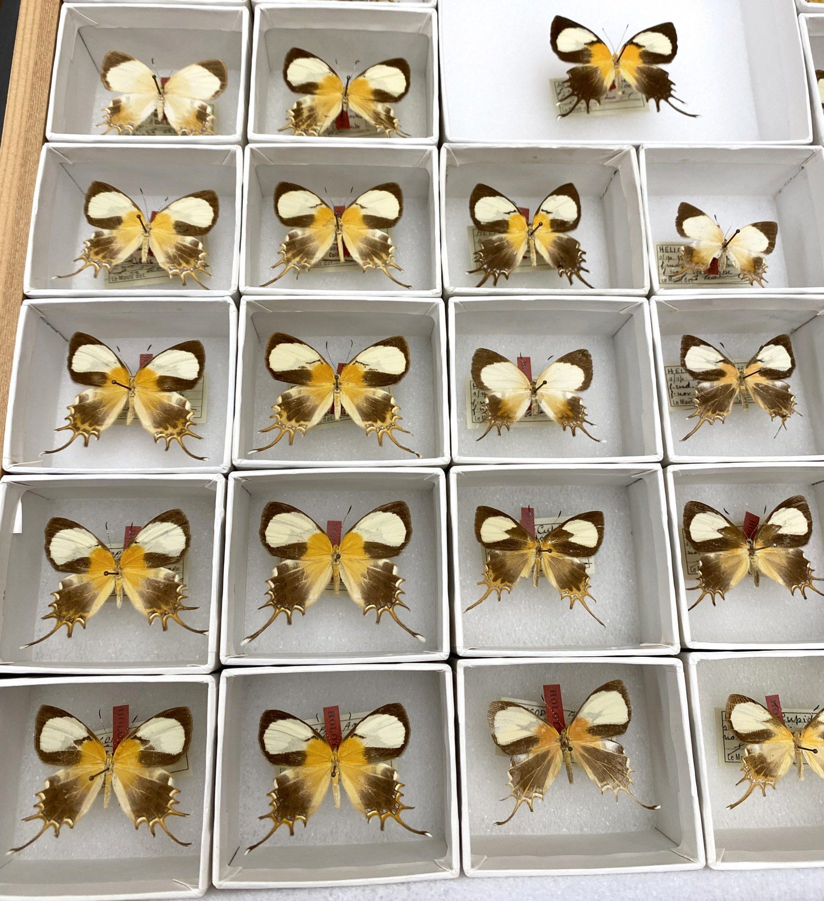 A drawer with tan, cream, and black tailed butterflies in individual unit trays.
