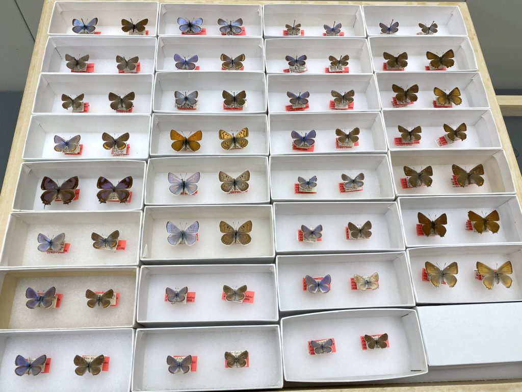 A drawer containing lycaenid butterflies separated into unit trays within the drawer.