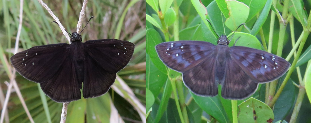 Two images of brown butterflies showing the male on the left and the female on the right.