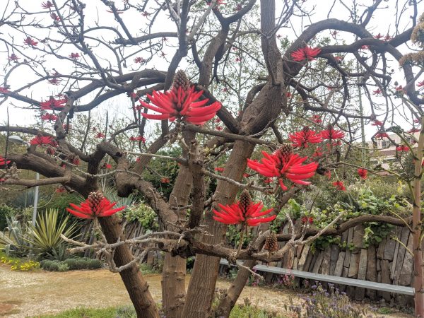 Picture of a tree with red flower and no leaves.