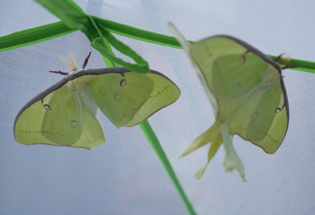 Three luna moths in a cage with two mating.
