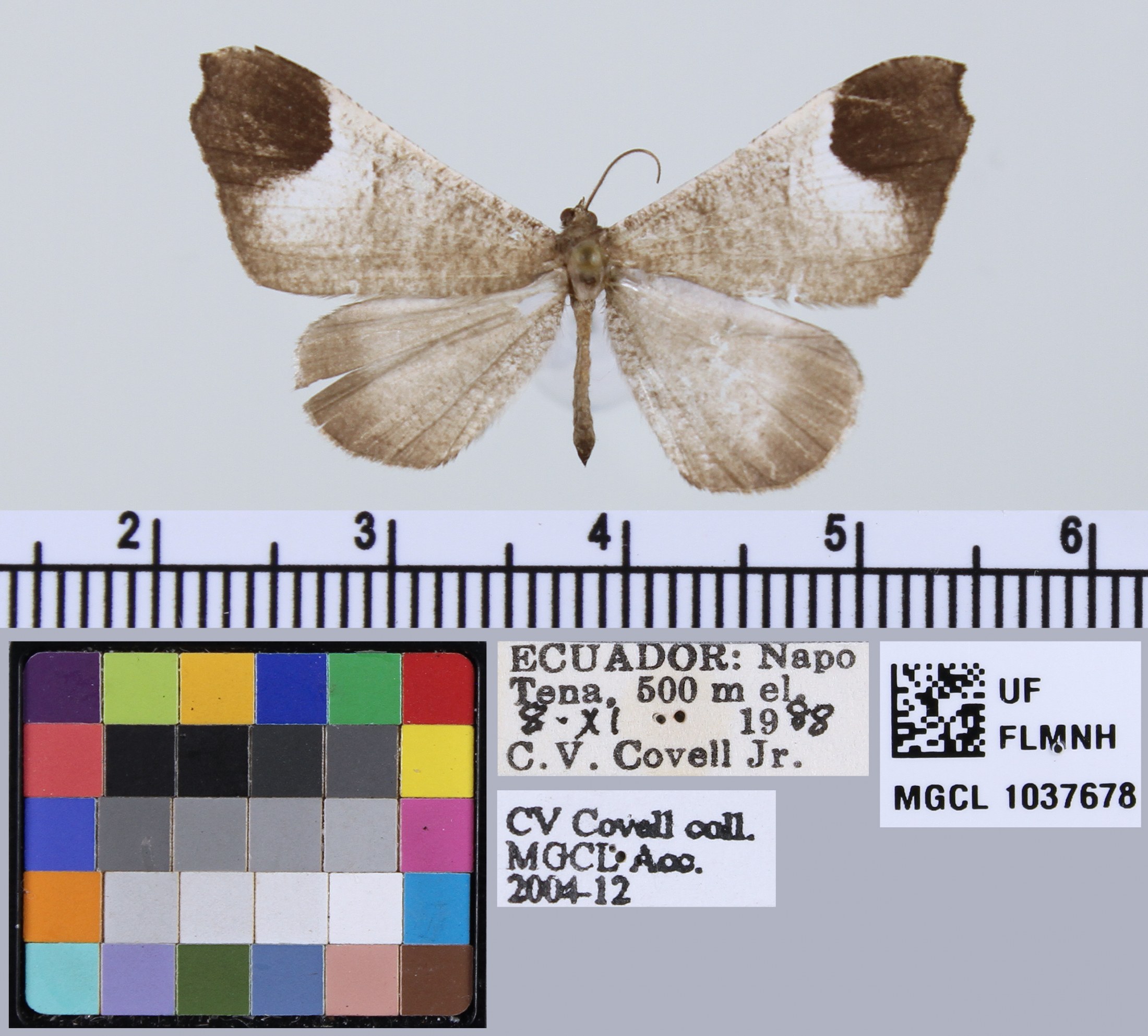 Picture of a white, gray and brown moth butterfly with dark forewing tips.