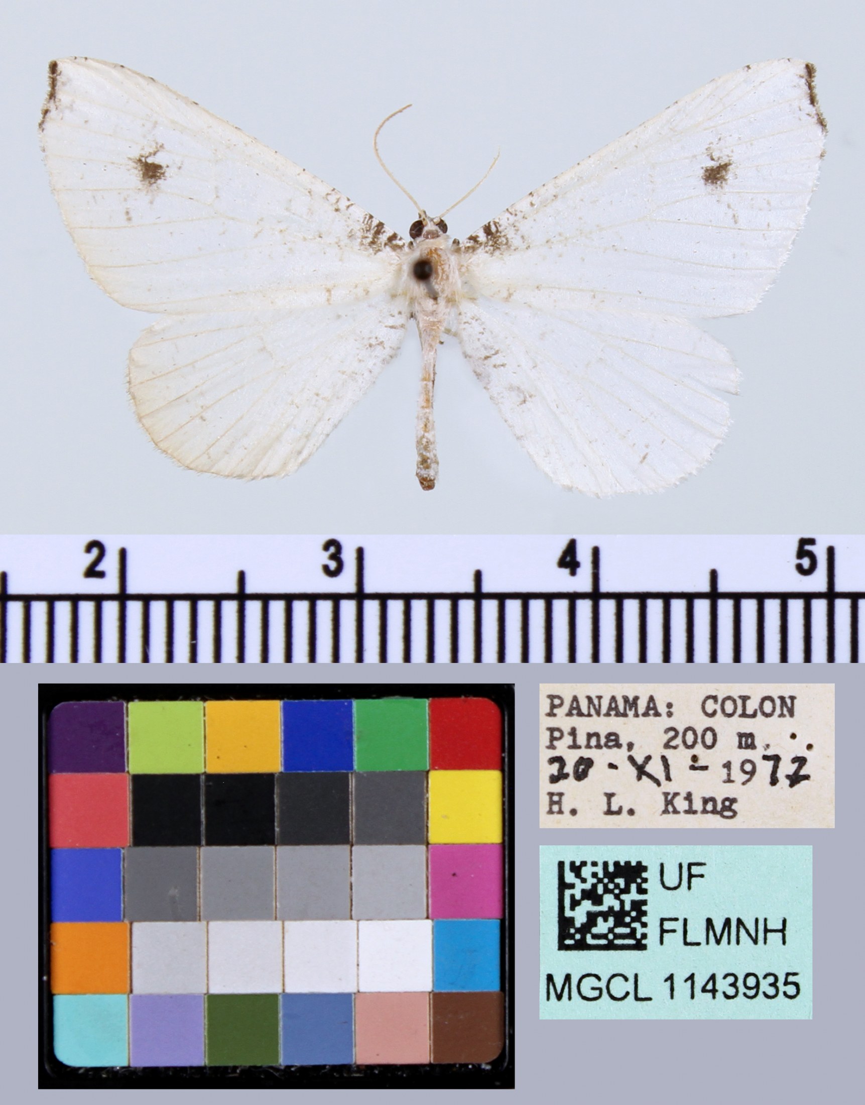 picture of a white moth-butterfly
