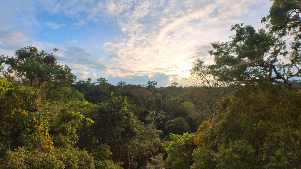 Picture showing view of tropical forest canopy.