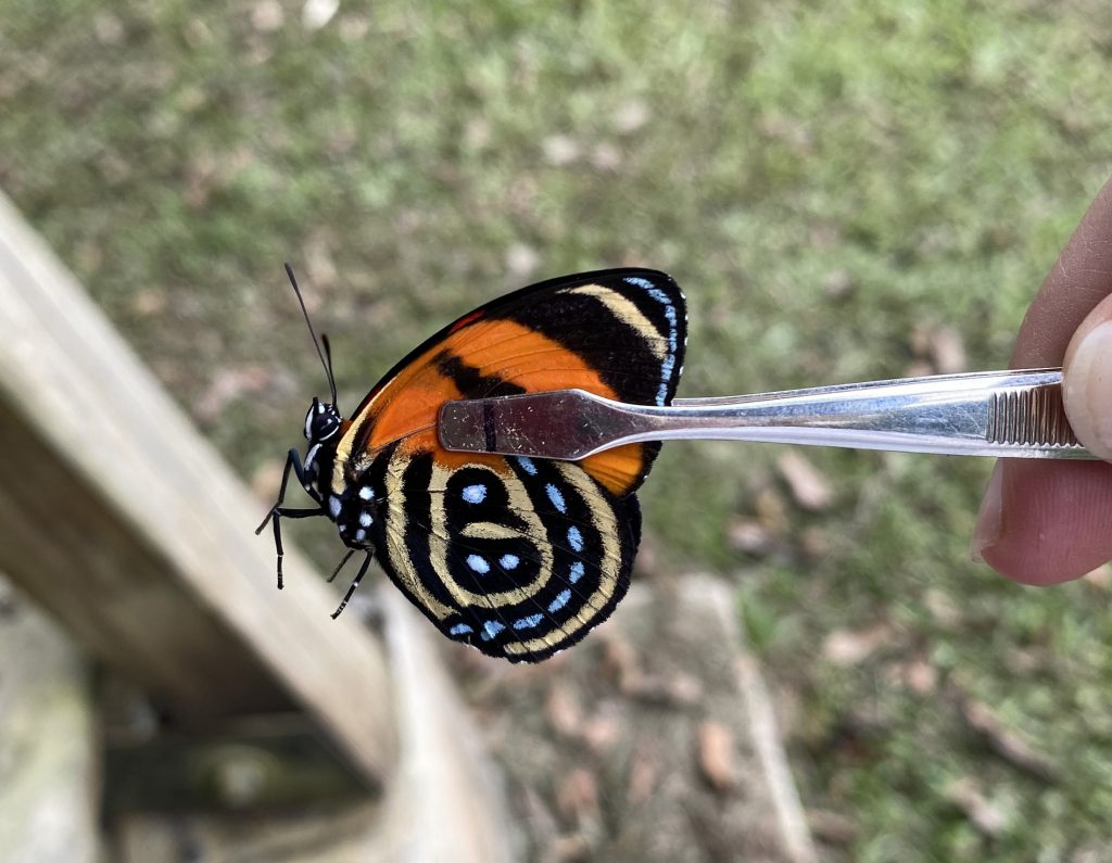 Picture of an orange, yellow, and black tropical butterfly held with stamp forceps.
