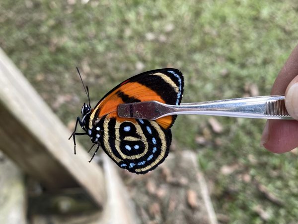 Picture of an orange, yellow, and black tropical butterfly held with stamp forceps.