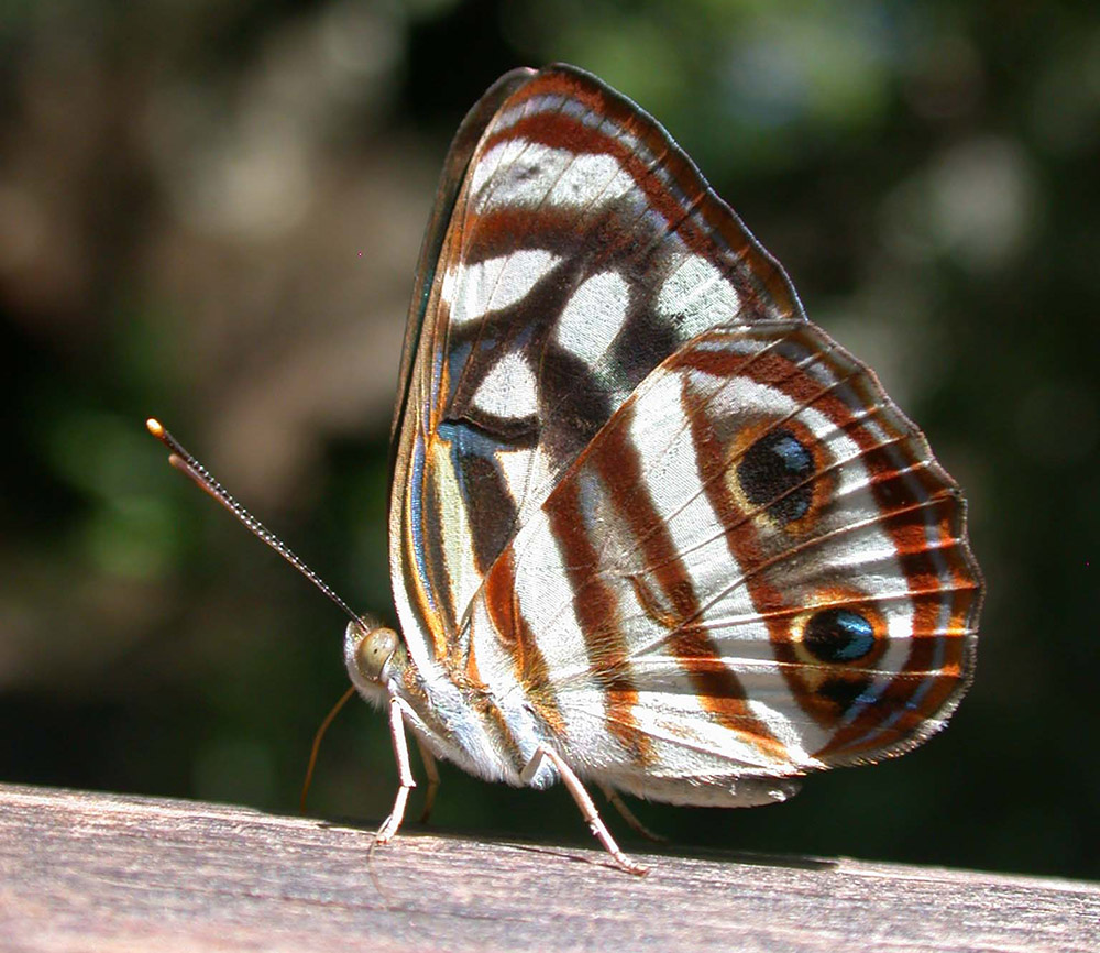 A Dynamine butterfly at Iguacu Falls