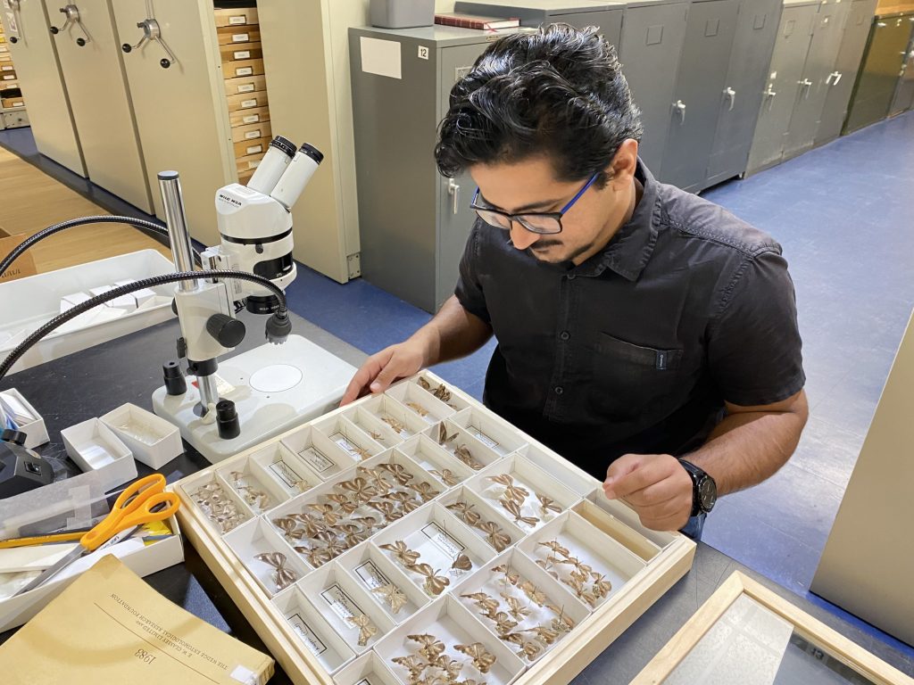 Picture of a man examining an insect drawer with gray and brown butterflies.