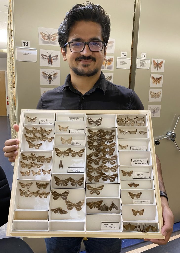 Picture of a man holding an insect drawer with gray and brown butterflies.