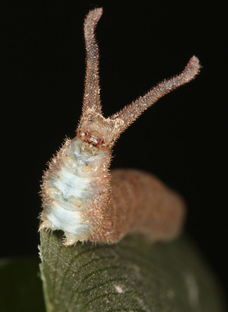 Picture of the front of a caterpillar with long horn-like projections from the head.