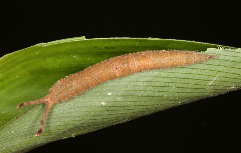 Picture of a reddish-brown caterpillar with a pair of horn-like structures on the head.