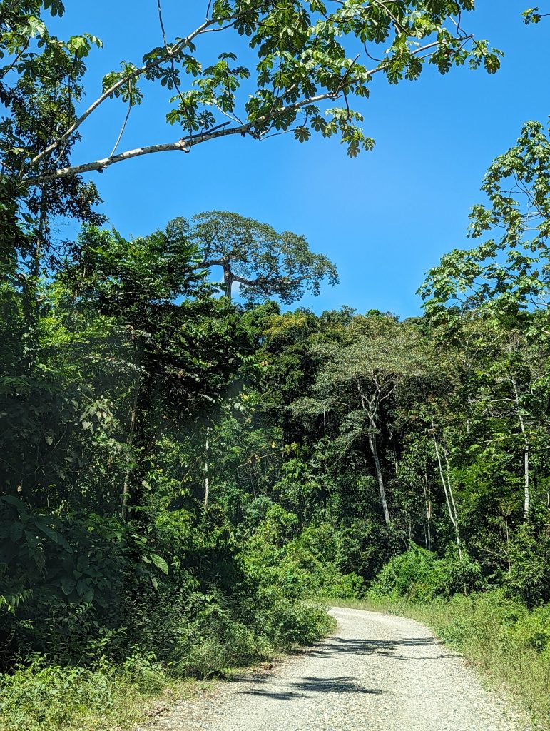 Picture of a gravel road surrounded by tropical forest.