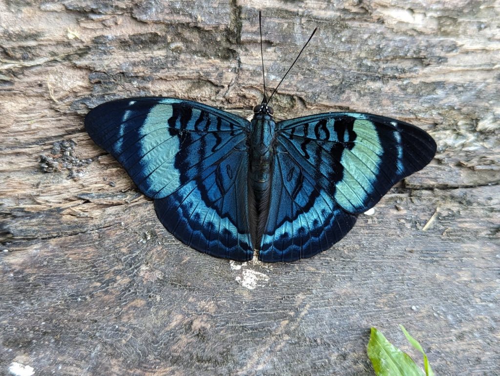 Picture of a blue and black butterfly perched on the ground with wings open.