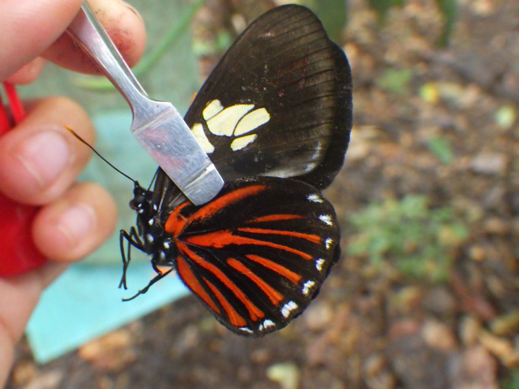 Picture of a black, red, and yellow tropical butterfly being held with stamp forceps.